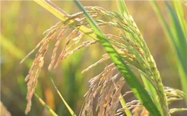 春風(fēng)種綠，匠心守味｜溯源長康綠色原料基地